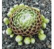 Sempervivum SNOW BALL