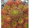 Sempervivum SONNENKUSS