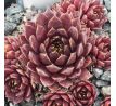 Sempervivum STARBURST