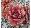 Sempervivum STERNTALER