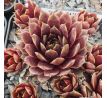 Sempervivum SULEIMAN