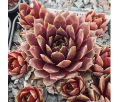 Sempervivum SULEIMAN