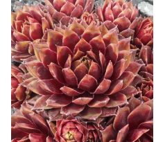 Sempervivum SUMMER PAGEANT