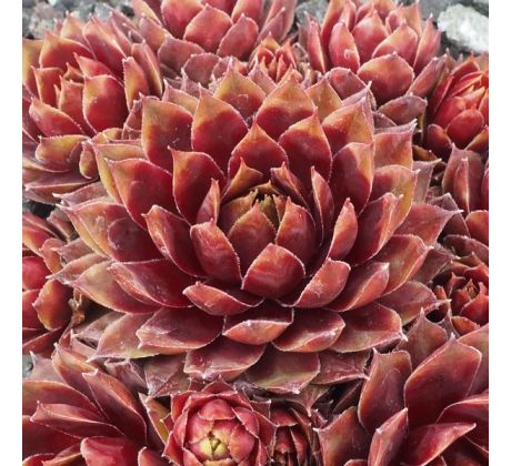 Sempervivum SUMMER PAGEANT