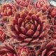 Sempervivum SUMMER PAGEANT