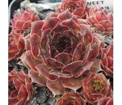 Sempervivum SWEET BROWN SUGAR