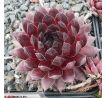 Sempervivum TAARA