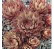 Sempervivum TARENTUM