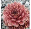 Sempervivum TARITA