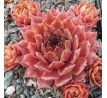 Sempervivum TELFAN