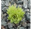 Sempervivum VOSSA NOVA