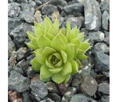 Sempervivum VOSSA NOVA