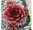 Sempervivum TIEFPUNKT