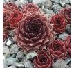 Sempervivum TINTENRAD