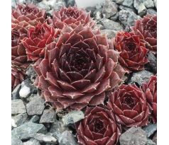 Sempervivum TINTENRAD