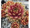 Sempervivum TOHUWABOHU