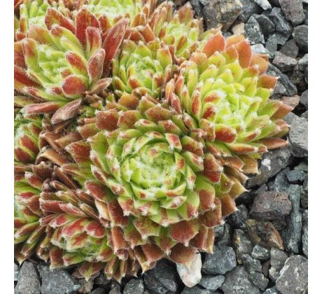 Sempervivum TOMMELLA