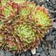 Sempervivum TOMMELLA