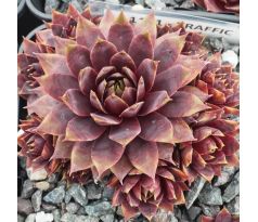 Sempervivum TRAFFIC LIGHTS