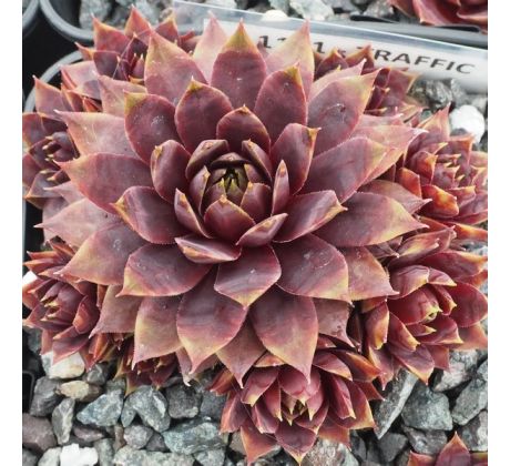 Sempervivum TRAFFIC LIGHTS