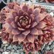 Sempervivum TRAFFIC LIGHTS