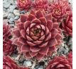 Sempervivum TRAUMREISE