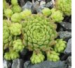 Sempervivum BAMBINI