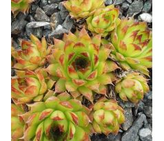 Sempervivum TRUDE