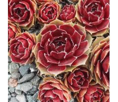 Sempervivum TUDOR ROSE