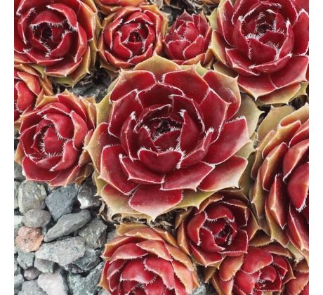 Sempervivum TUDOR ROSE