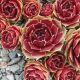 Sempervivum TUDOR ROSE