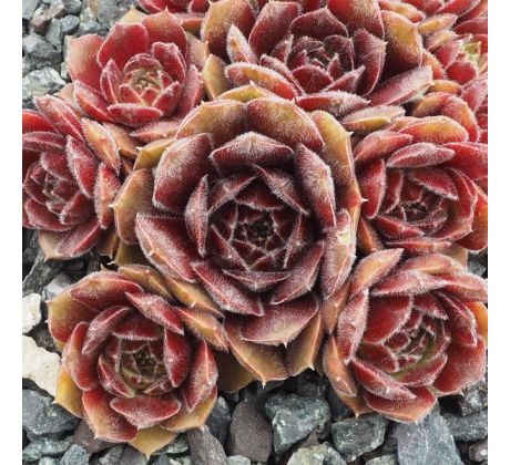 Sempervivum TUULIKKI