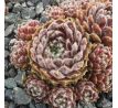 Sempervivum UDINE