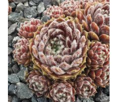 Sempervivum UDINE