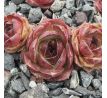 Sempervivum URMEL