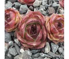 Sempervivum URMEL