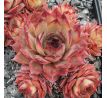 Sempervivum UWE`S SCHÖNE