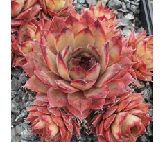 Sempervivum UWE`S SCHÖNE