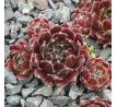 Sempervivum VANESSA