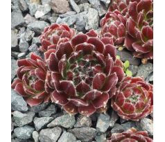 Sempervivum VANESSA