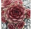 Sempervivum VELVET BLUSH