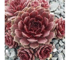 Sempervivum VELVET BLUSH