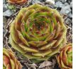 Sempervivum WALDMEISTER