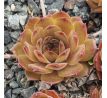 Sempervivum WAVE ROCK