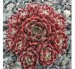 Sempervivum WÉH JAO