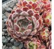 Sempervivum WHISPERS