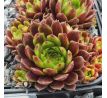 Sempervivum WINTERLEUCHTEN