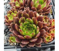 Sempervivum WINTERLEUCHTEN