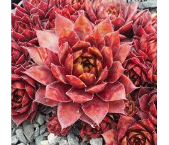 Sempervivum WIRBELSTURM