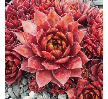 Sempervivum WIRBELSTURM